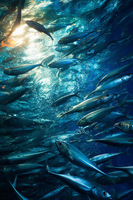 Florida keys fishing charters